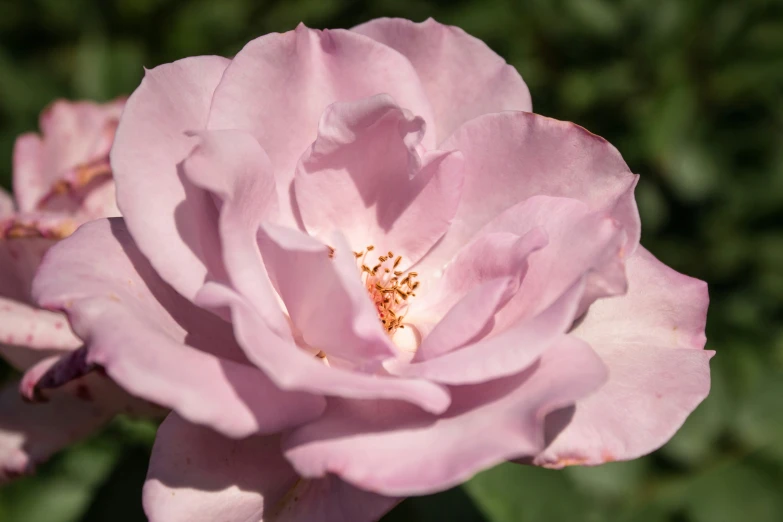 a closeup of a pink flower blooming on grass