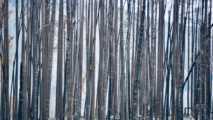 a po of a lot of trees in the woods