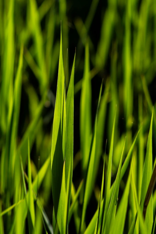 a plant with very long thin green leaves