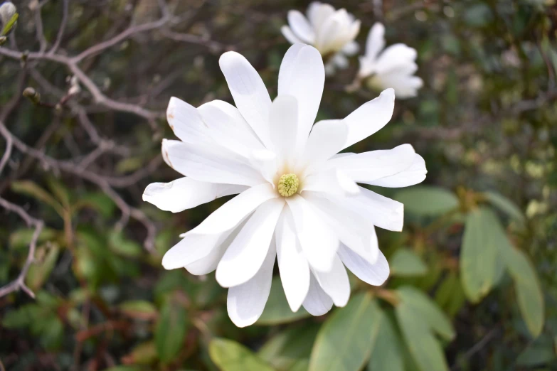 close up of white flower surrounded by trees