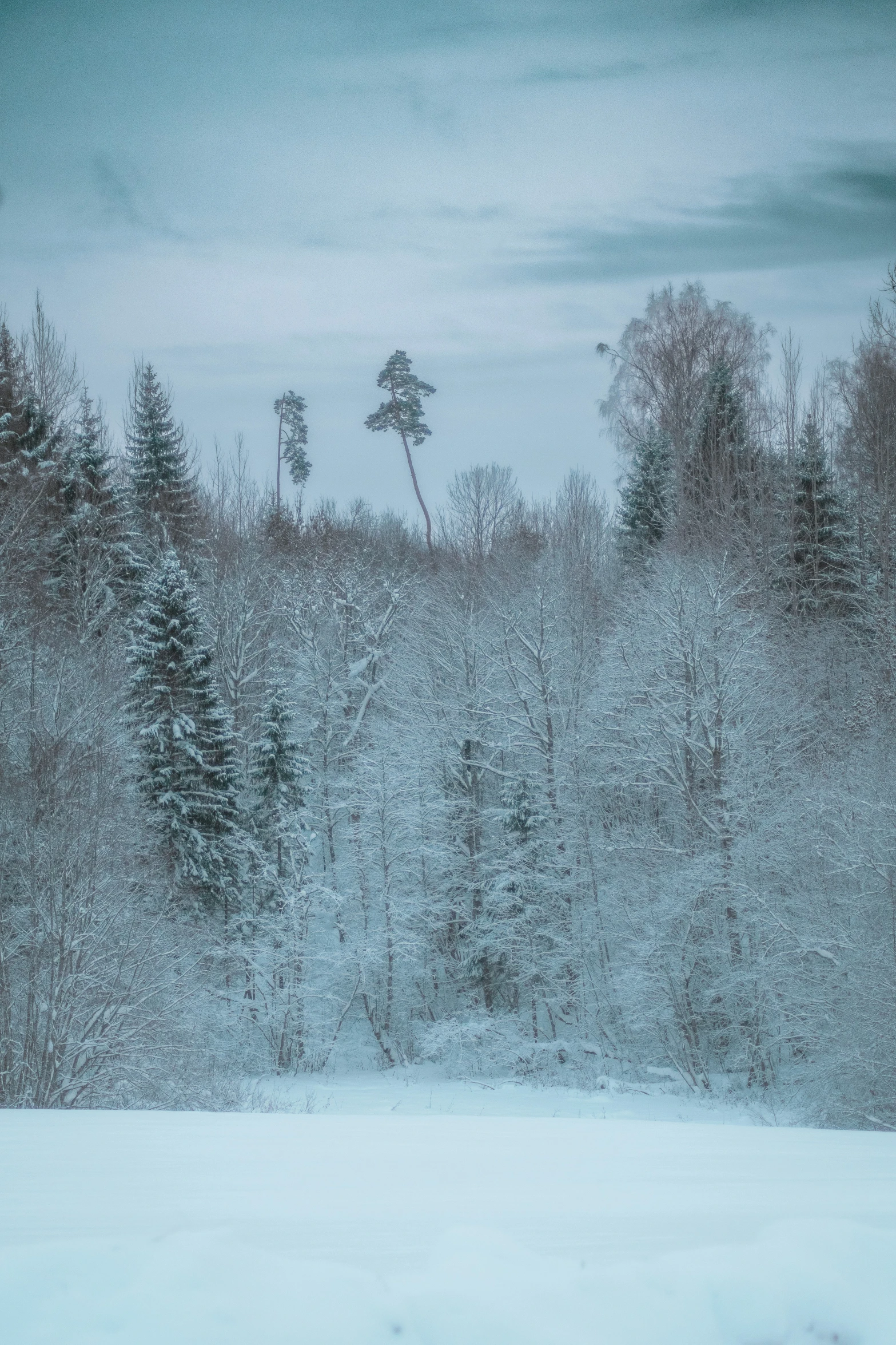 a forest with trees covered in snow