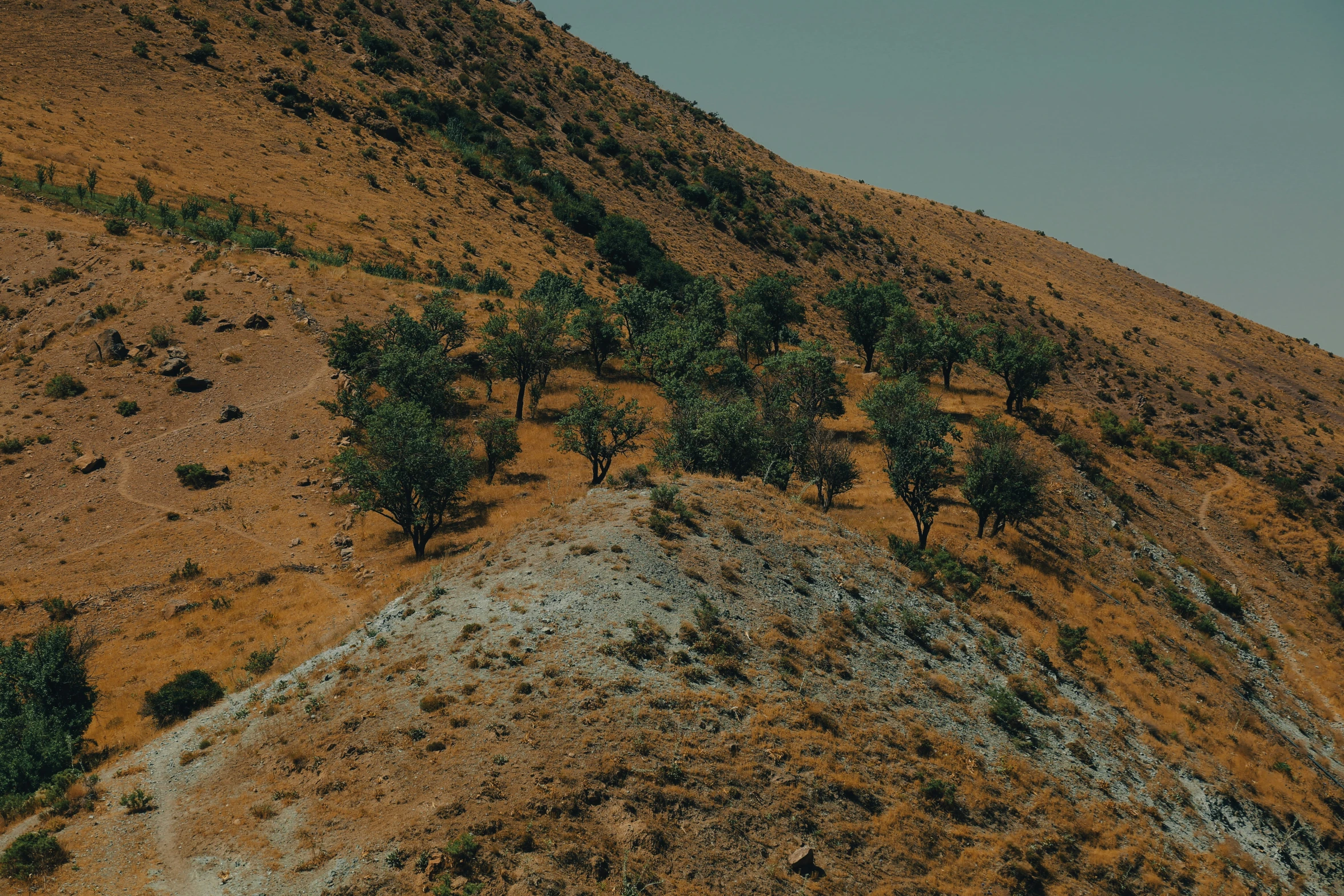 a mountain with trees growing in the bottom