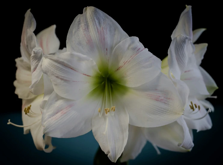 a beautiful white lily blooming in a vase