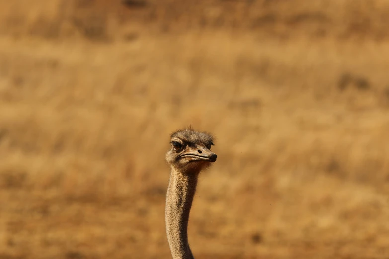 an emu looks into the camera as it stands in front of a field