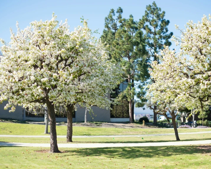 two small trees that are standing on the grass