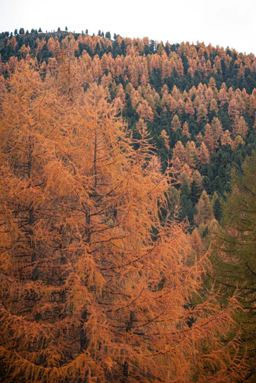 an orange forest of trees that are changing color