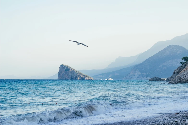 a large bird flying over the water near the beach