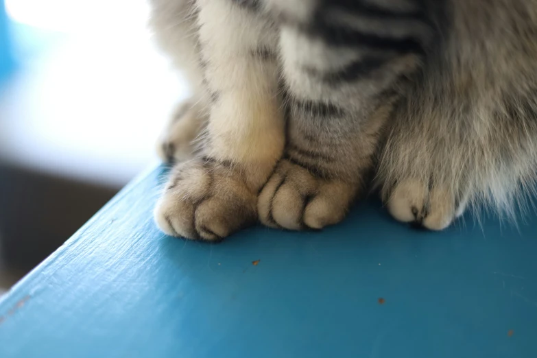 the bottom half of a cat's paw while sitting on a table