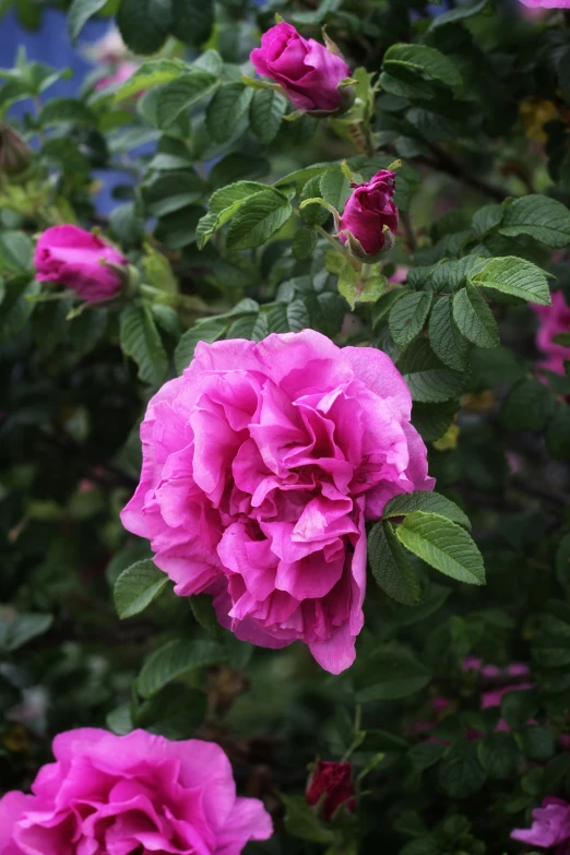 a group of pink flowers growing in a garden