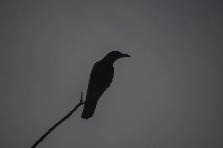 a crow sitting on a bare twig