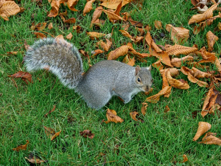 a small squirrel standing on top of green grass