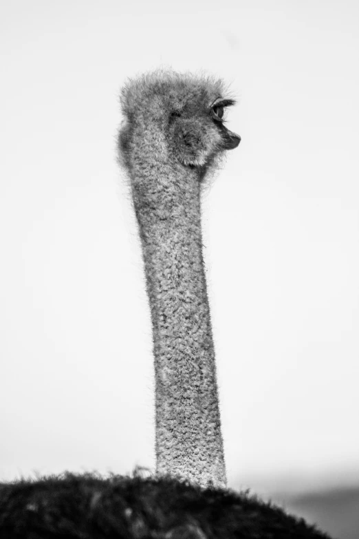 the back side of an ostrich, looking straight at it's head