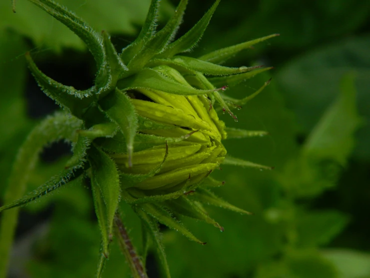 the flowers of the plant seem to be dying