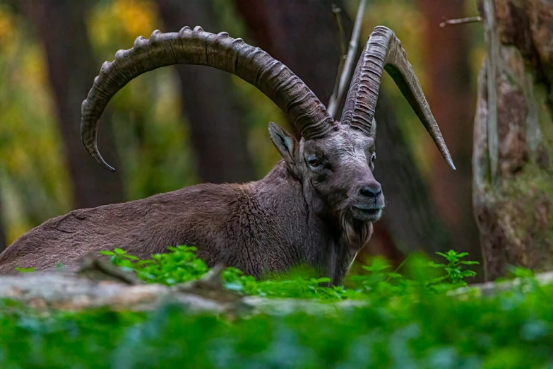 long horn sheep looking towards the camera in the forest