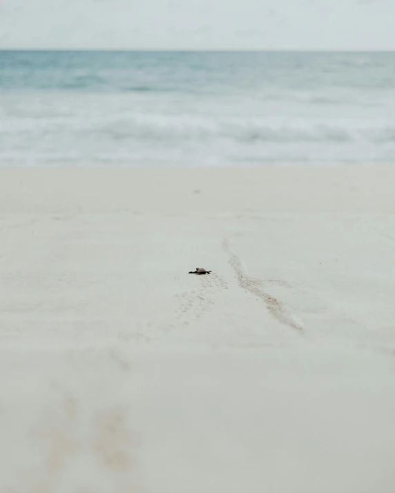 the dog is walking down the beach towards the water