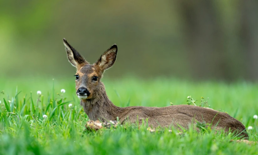 an animal laying down on top of a lush green field