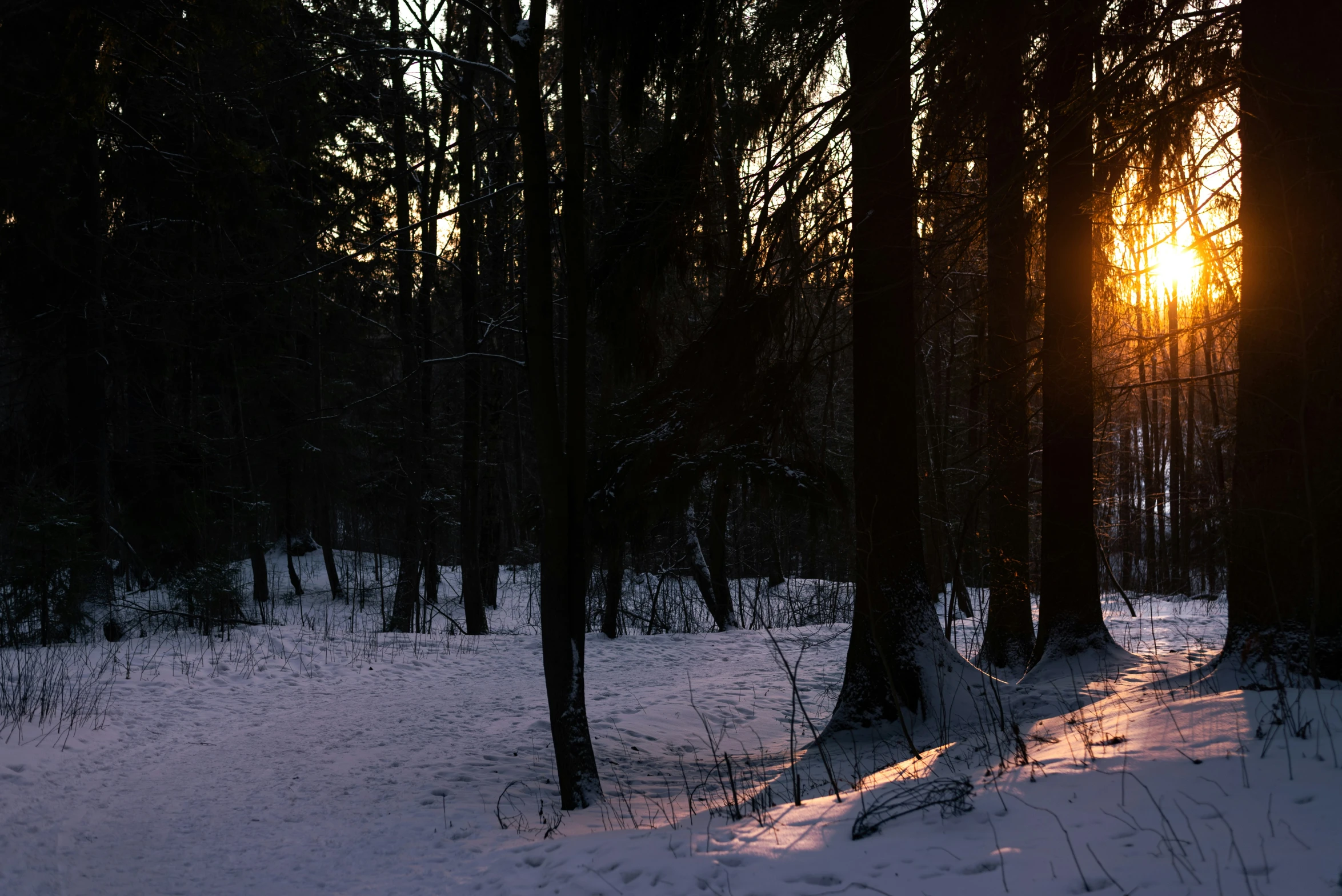 the sun peeking through trees in a snowy forest