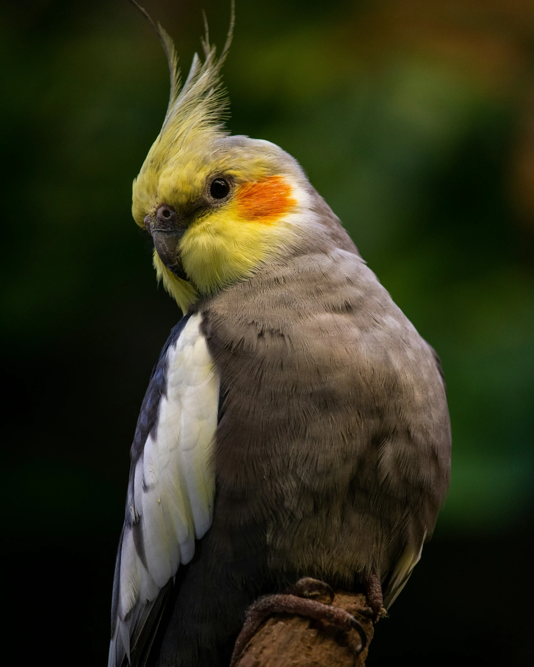 the bird is perched on a nch with feathers in the background