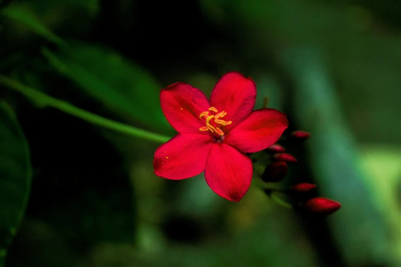 a red flower with yellow stamen on a green stem