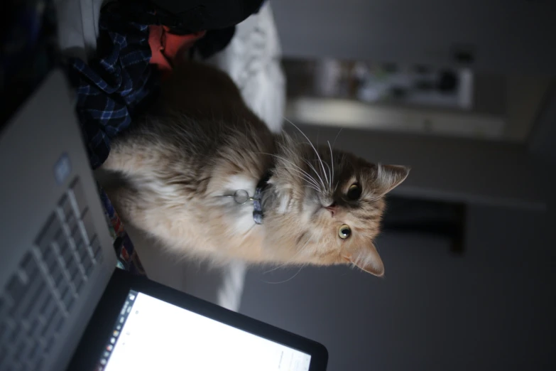 the cat is lying on the lap top in the room