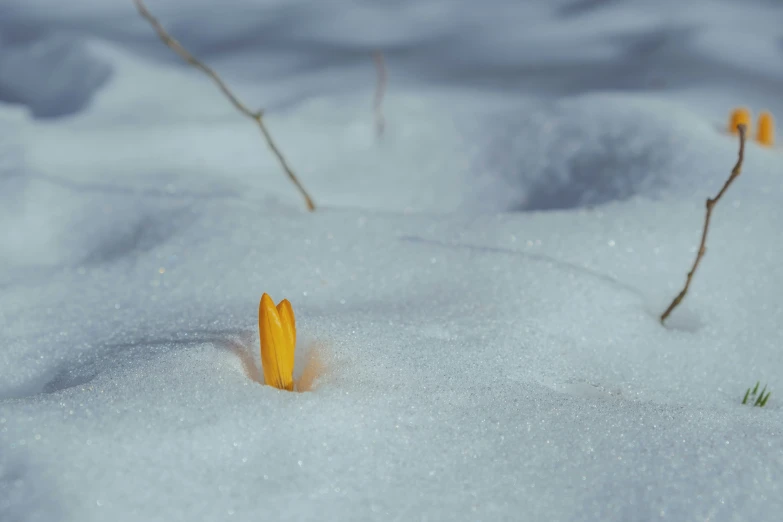 a yellow flower poking out from the snow