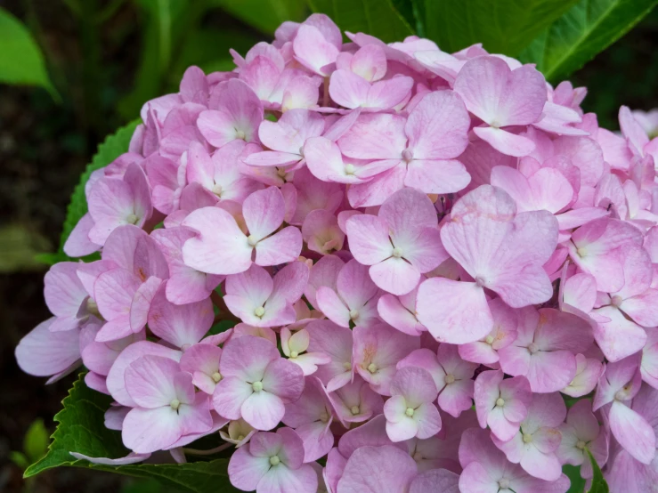 a cluster of pink flowers are growing on the tree