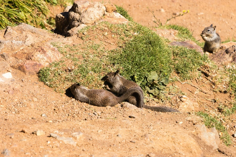 two young animals lay in the dirt together