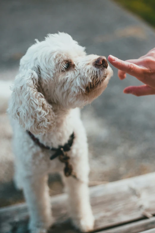 someone is giving a hand to a small white dog