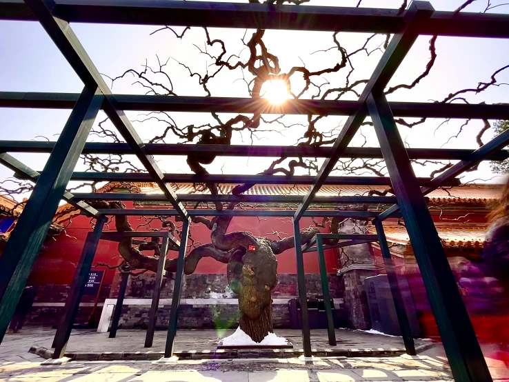 a person standing underneath a metal structure with a tree