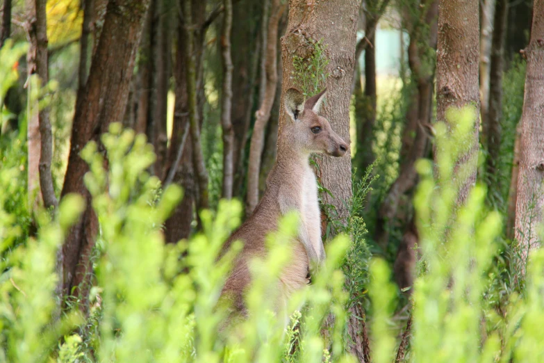 a kangaroo standing next to trees with its head on the ground