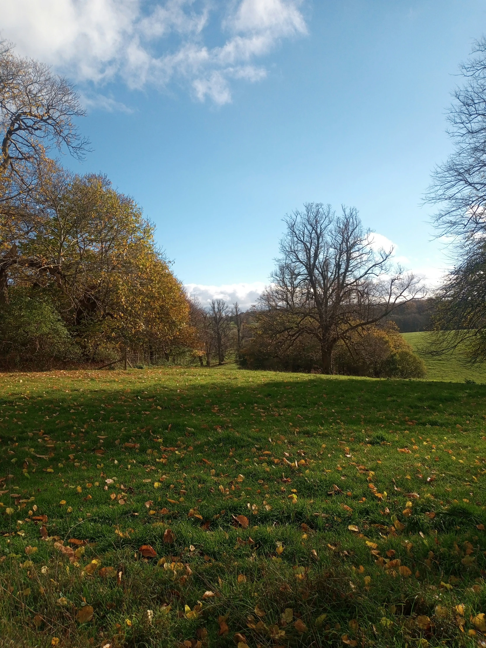 a field of grass and trees in autumn with blue skies in the background