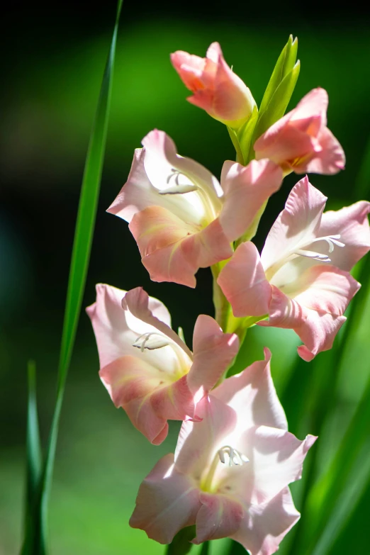 pink gladiolus with long green stems in the sun