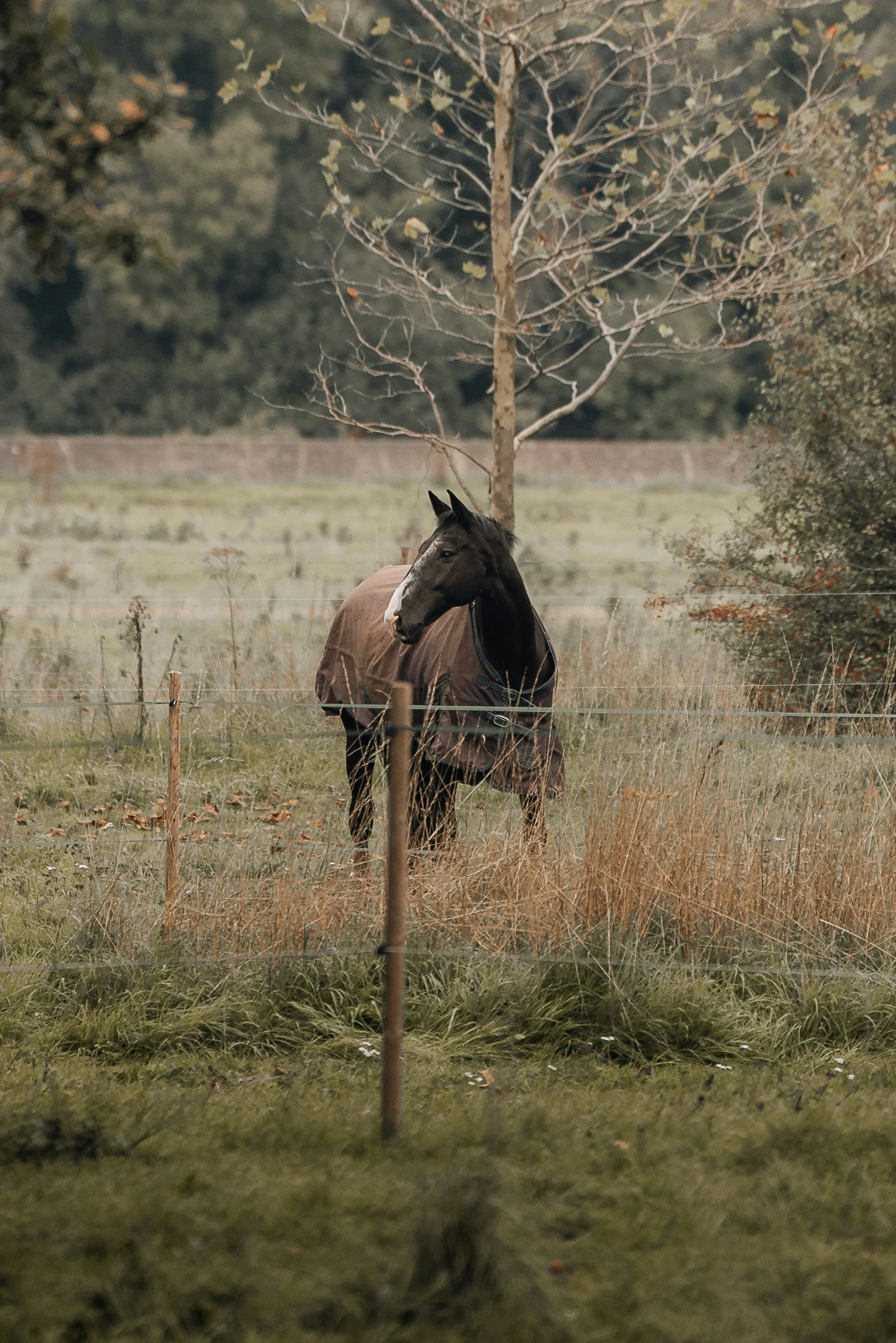 a horse is standing in the grass next to a tree