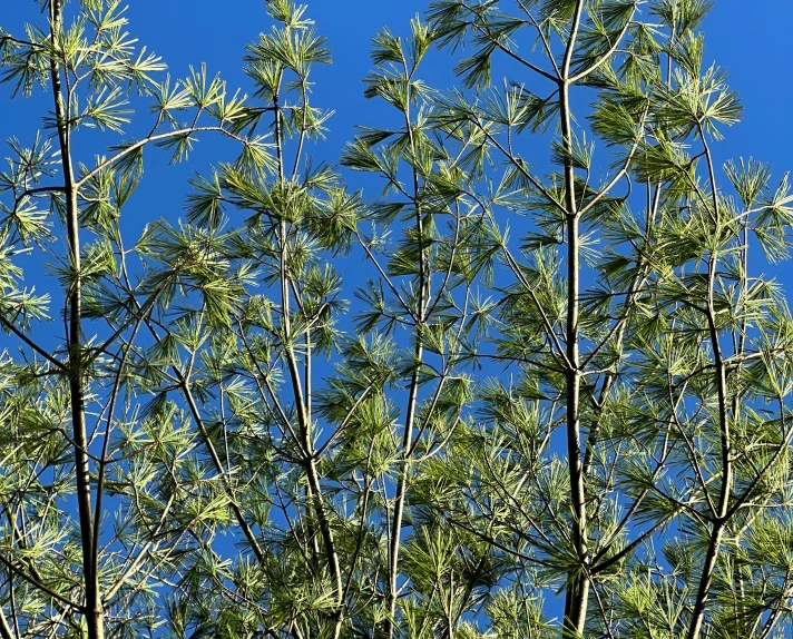 a picture of some trees that are outside