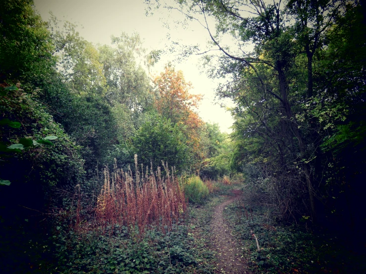 this is a dark picture of a dark forest