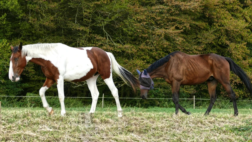 two horses are playing in the grass behind a fence