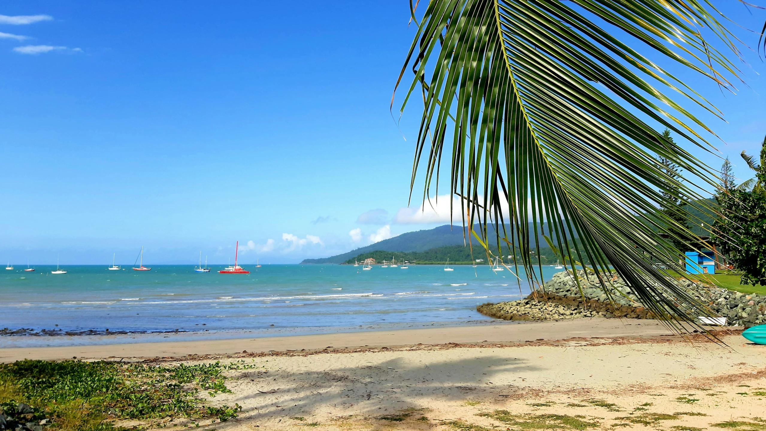 some boats in the water under a palm tree