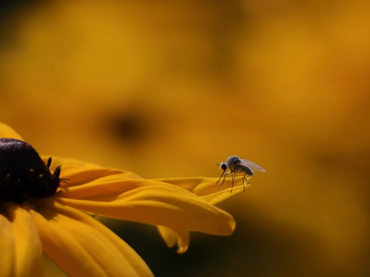 bee on the flower with bright yellow petals