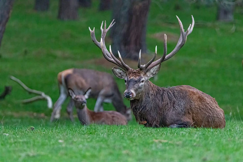 two deer are standing beside another one in the grass