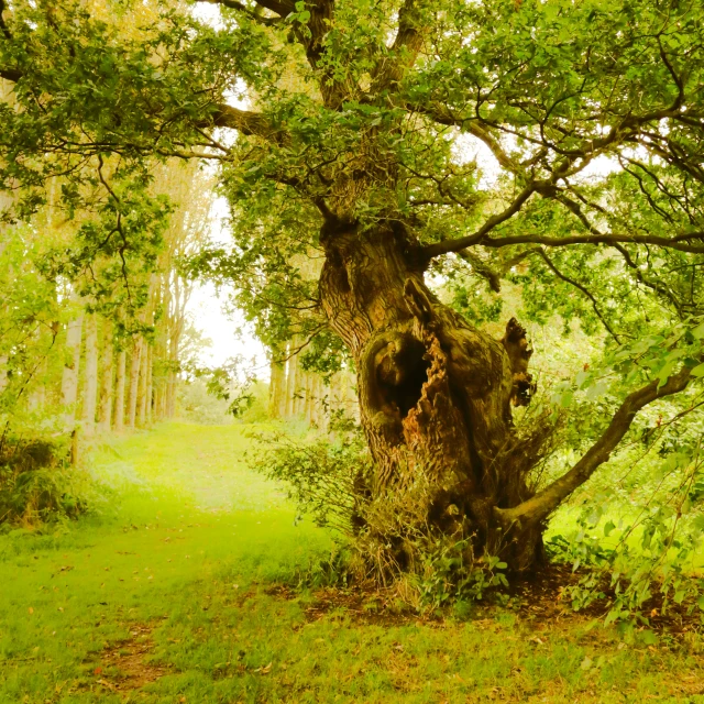 a large, old tree on the ground next to a forest path