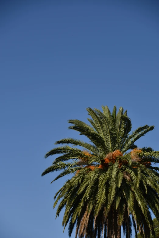 a palm tree on a sunny day with clear blue skies