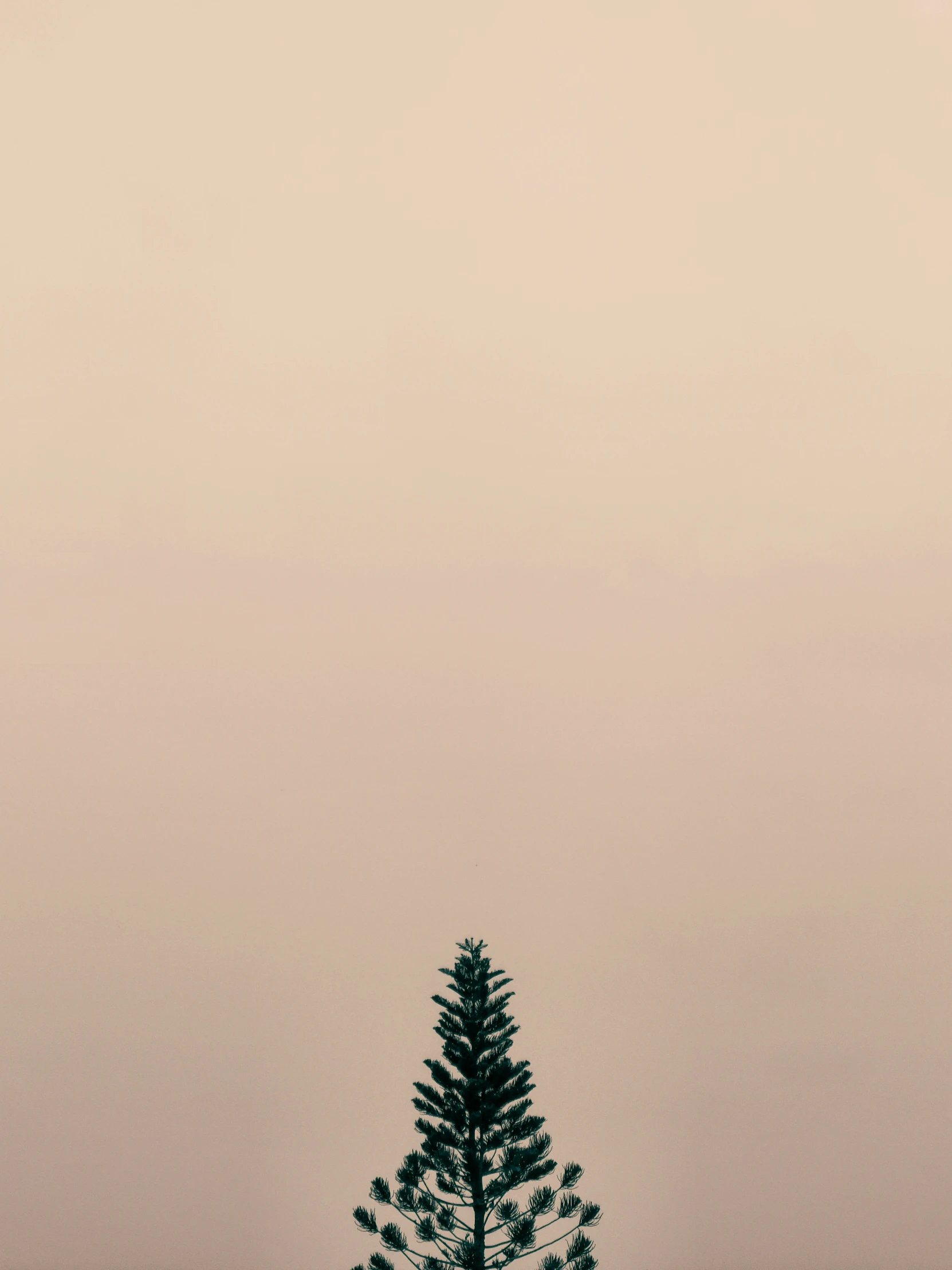 a single tree standing on the edge of a hill