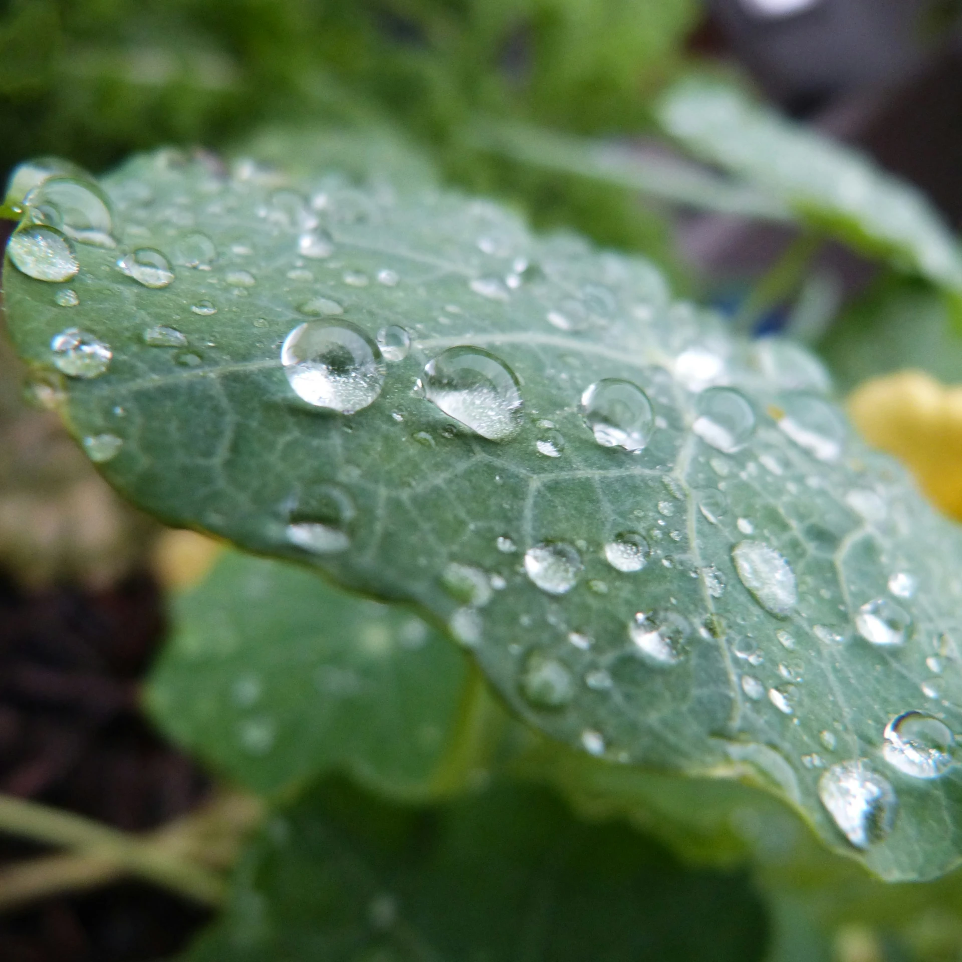 there is a lot of water drops on the leaves