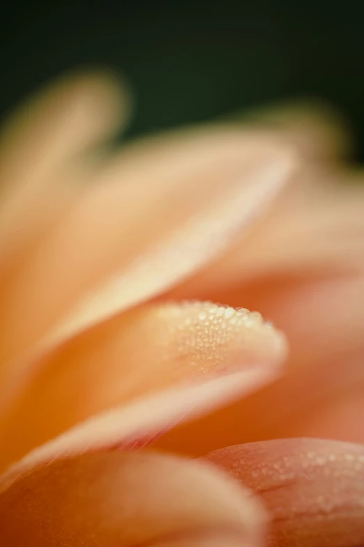 close up picture of the petals of a pink flower