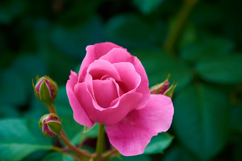 a very pretty pink rose with lots of green leaves