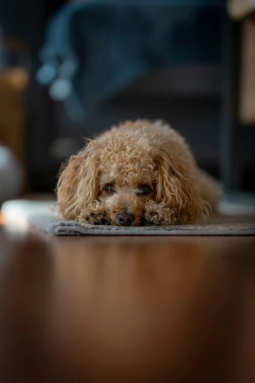 dog laying on floor with paw in the air