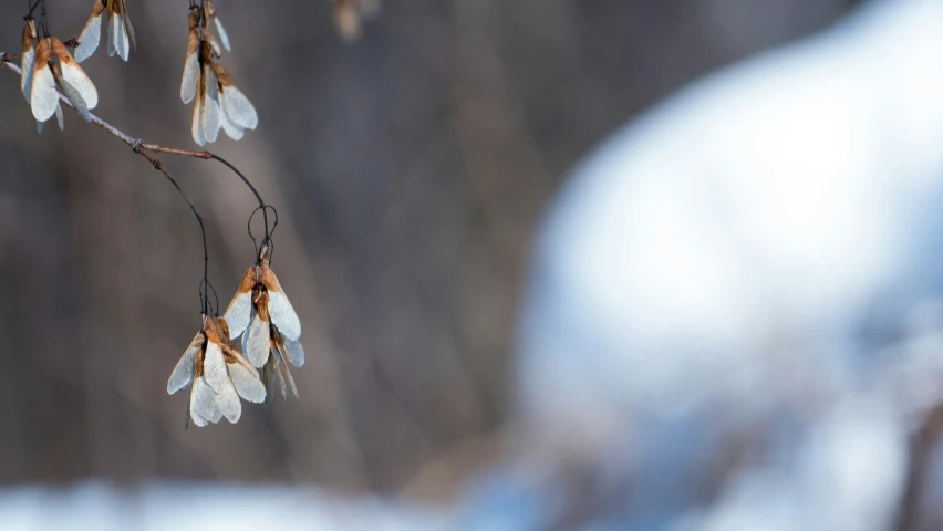 several white flowers hang from nches in the snow