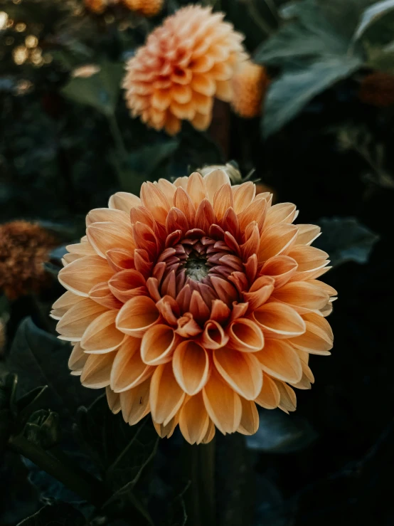 two brown and yellow flowers are growing in a garden