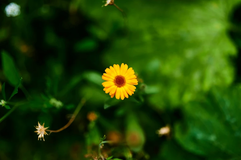 this is the color of a yellow flower on green leaves