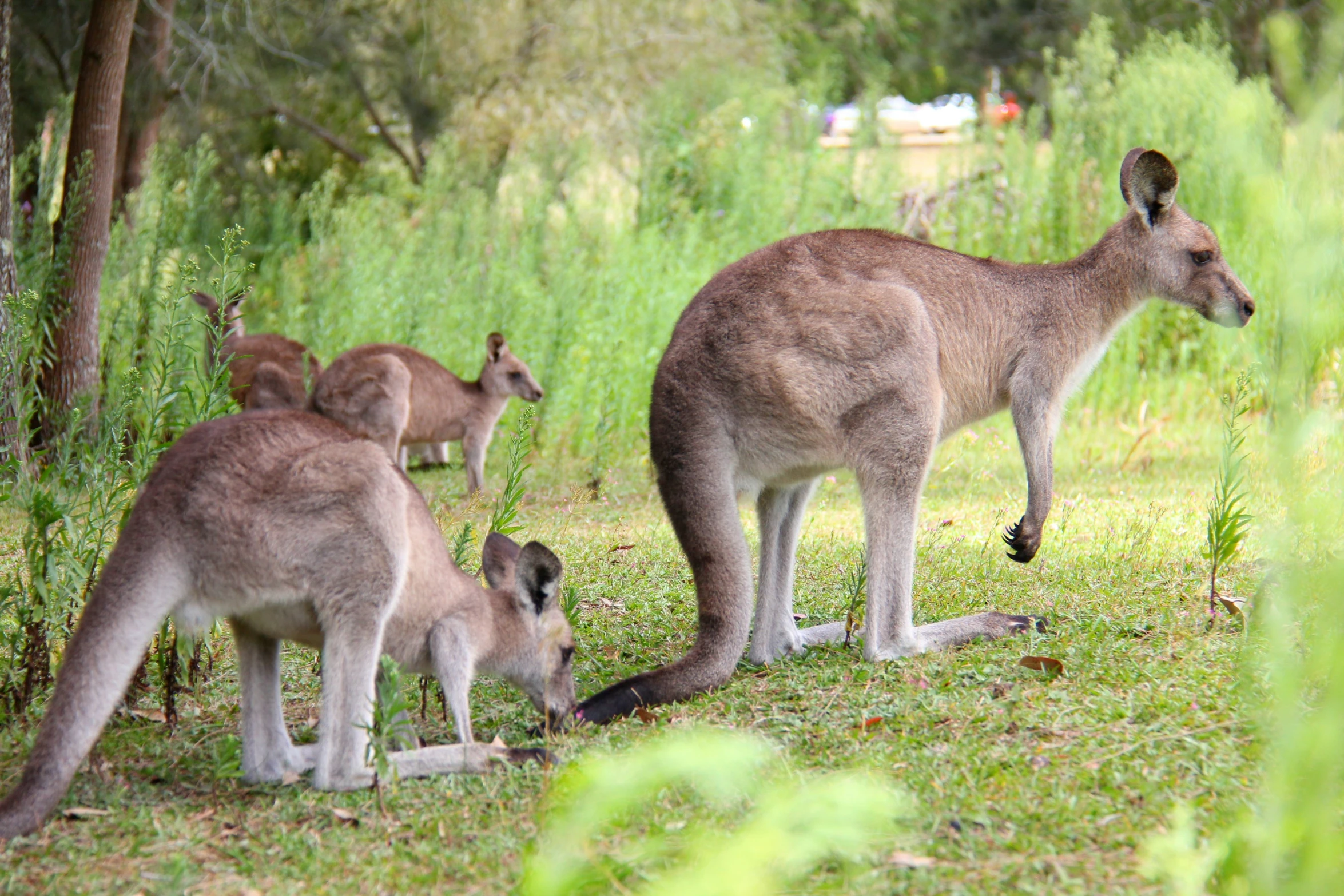 several kangaroos in an outdoor clearing with some grass and trees